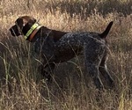 Small Photo #1 German Shorthaired Pointer Puppy For Sale in HOPE MILLS, NC, USA