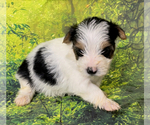Small Photo #9 Yorkshire Terrier Puppy For Sale in AZLE, TX, USA