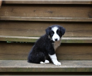 Border Collie Puppy for sale in WARSAW, OH, USA