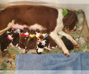 English Springer Spaniel Puppy for sale in RANDLE, WA, USA