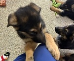 Small #3 German Shepherd Dog