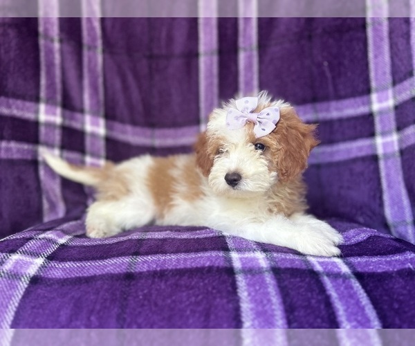 Medium Photo #2 Cavapoo Puppy For Sale in LAKELAND, FL, USA