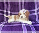 Small #1 Cavapoo