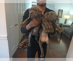Small #5 Cane Corso