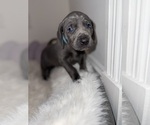 Puppy Leo Weimaraner