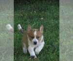 Small Photo #2 Australian Cattle Dog Puppy For Sale in NEW YORK MILLS, MN, USA