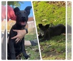 Puppy Yellow Belgian Malinois-Dutch Shepherd Dog Mix