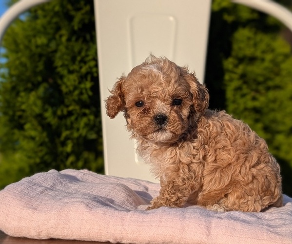 Medium Photo #40 Cavapoo (Miniature) Puppy For Sale in GOSHEN, IN, USA