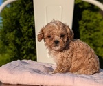 Small Photo #40 Cavapoo (Miniature) Puppy For Sale in GOSHEN, IN, USA
