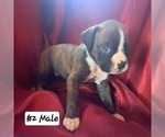Puppy Puppy 2 Boxer