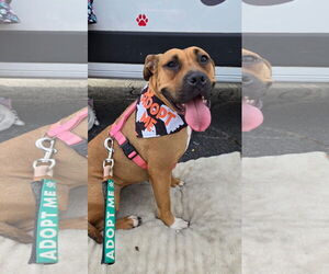 Boxer-Unknown Mix Dogs for adoption in Germantown, OH, USA