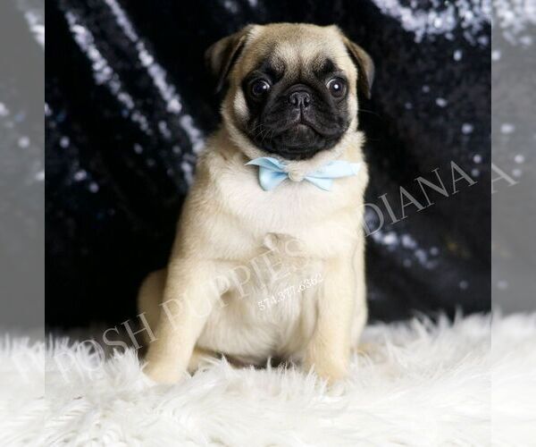 Medium Photo #3 Pug Puppy For Sale in WARSAW, IN, USA