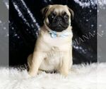 Small #2 Pug