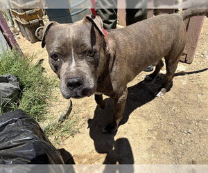 American Pit Bull Terrier Dogs for adoption in Bakersfield, CA, USA