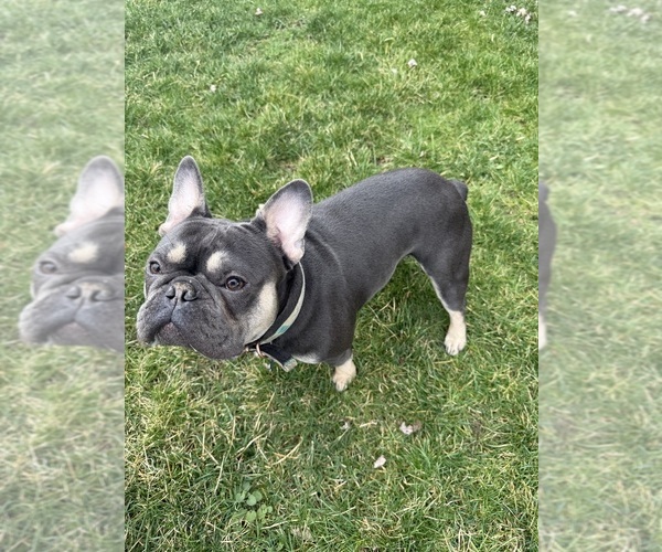 Medium Photo #1 French Bulldog Puppy For Sale in WEST MIFFLIN, PA, USA