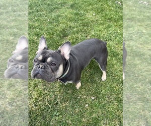 Father of the French Bulldog puppies born on 03/07/2025