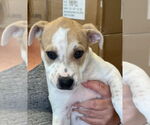 Small #3 Labrador Retriever Mix