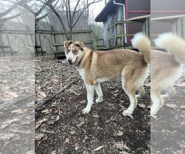 Medium Photo #2 Pyrenees Husky Puppy For Sale in Brewster, NY, USA