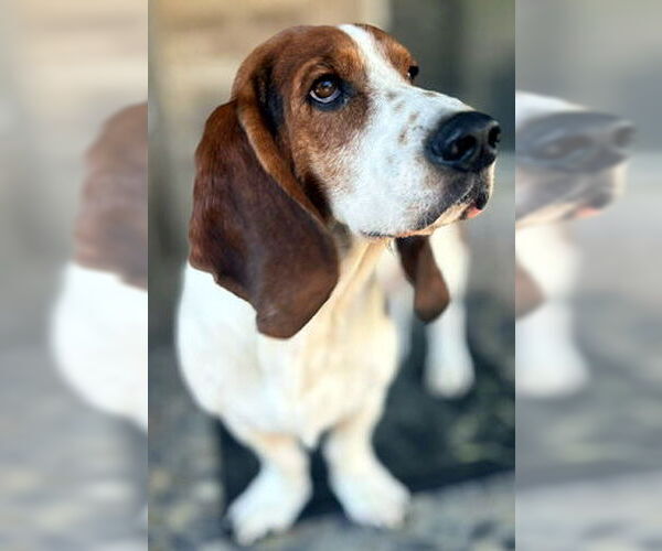 Medium Photo #3 Basset Hound Puppy For Sale in Deepwater, NJ, USA