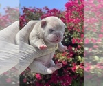 Small Photo #6 French Bulldog Puppy For Sale in BROADWAY MANCHESTER, CA, USA