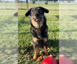 German Shepherd Dog Dogs for adoption in Rosenberg, TX, USA