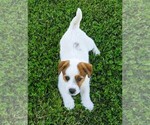 Small Photo #2 Russell Terrier Puppy For Sale in APPLE GROVE, WV, USA