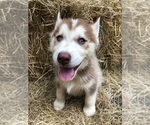 Small Photo #5 Siberian Husky Puppy For Sale in NEW PORT RICHEY, FL, USA