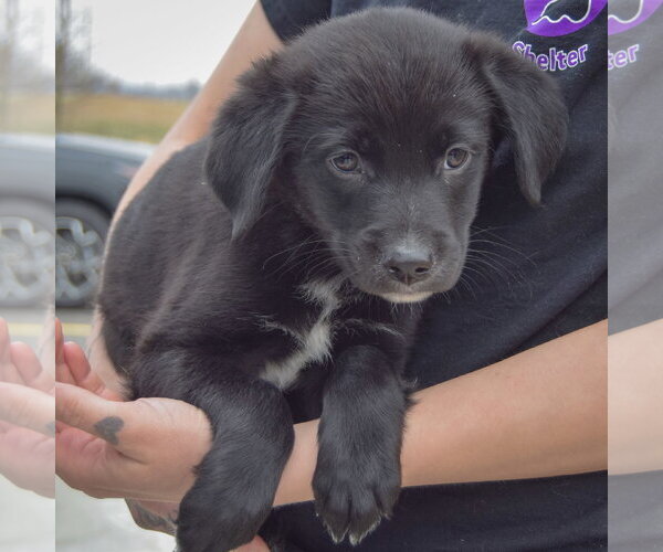 Medium Photo #3 Border Collie-Unknown Mix Puppy For Sale in Huntley, IL, USA