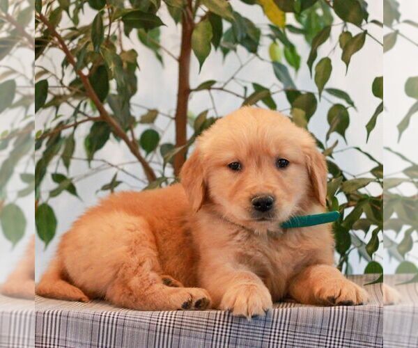 Medium Photo #4 Golden Retriever Puppy For Sale in LITITZ, PA, USA