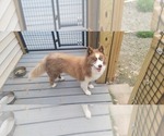 Small Photo #1 Siberian Husky Puppy For Sale in LAURENS, SC, USA