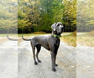 Father of the Great Dane puppies born on 06/21/2026