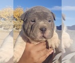 Puppy Zapdos Chinese Shar-Pei