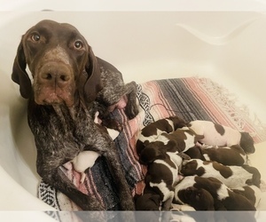 German Shorthaired Pointer Puppy for sale in WOODLAND PARK, CO, USA