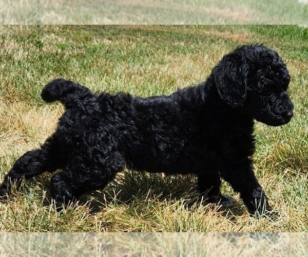 Medium Photo #8 Goldendoodle Puppy For Sale in KANSAS CITY, MO, USA
