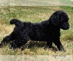 Small Photo #8 Goldendoodle Puppy For Sale in KANSAS CITY, MO, USA