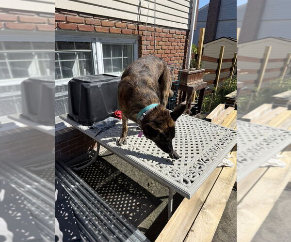 Medium Photo #4 - Mix Puppy For Sale in Imlay City, MI, USA