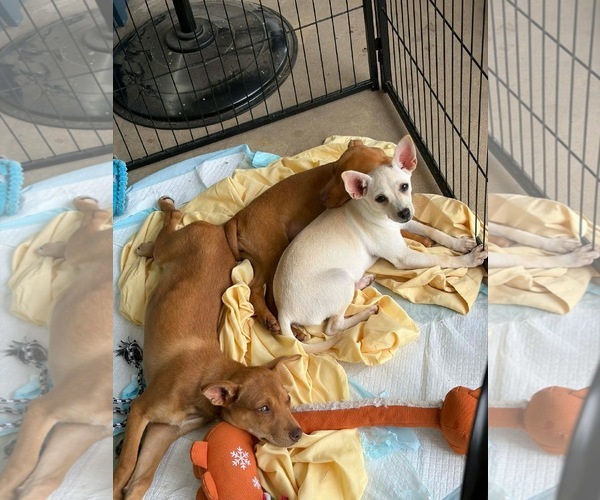 Medium Photo #5 Chihuahua-Unknown Mix Puppy For Sale in Wakefield, RI, USA