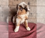Small #10 Australian Shepherd