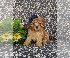 Goldendoodle (Miniature) Puppy for sale in NOTTINGHAM, PA, USA