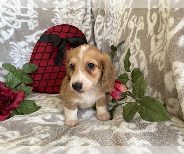 Medium Photo #11 Dachshund Puppy For Sale in SHILOH, OH, USA