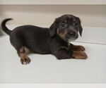 Small #5 Chiweenie