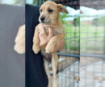 Small #1 Mutt