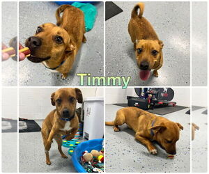 Beagle-Unknown Mix Dogs for adoption in Pierceton , IN, USA