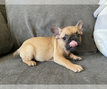 Small #3 French Bulldog