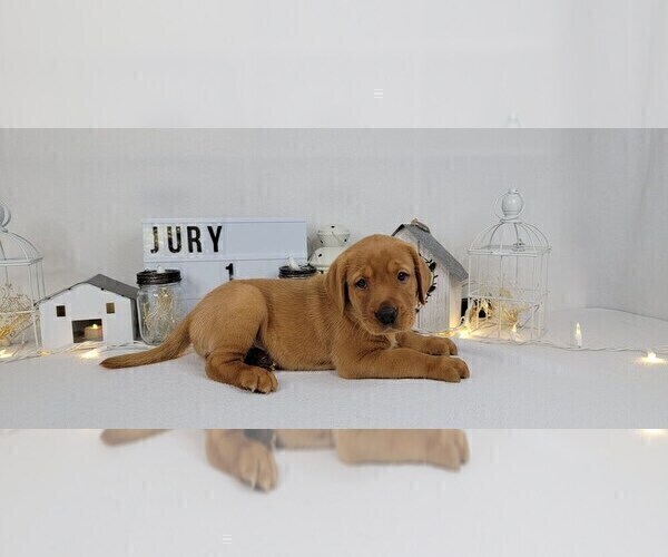Medium Photo #3 Labrador Retriever Puppy For Sale in COLLEGE STA, TX, USA