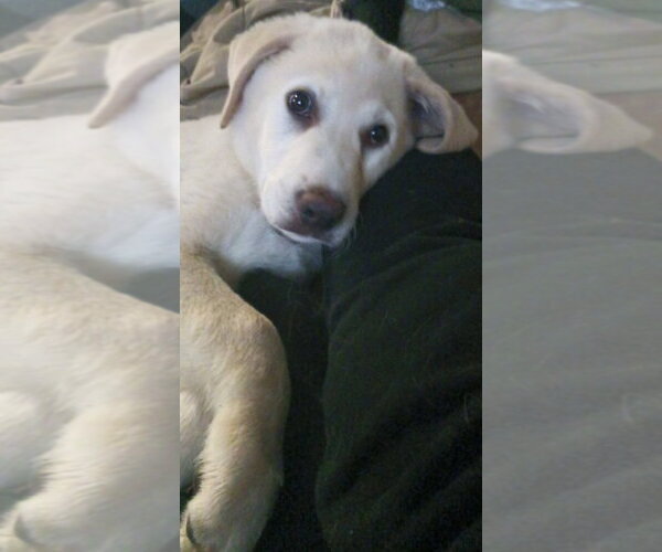 Medium Photo #2 Labrenees Puppy For Sale in Holly Springs, NC, USA