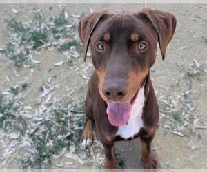 Doberman Pinscher-Unknown Mix Dogs for adoption in Martinez, CA, USA
