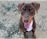 Small Doberman Pinscher Mix