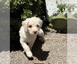 Small #8 Goldendoodle (Miniature)