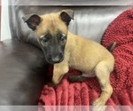 Small Photo #127 Belgian Malinois Puppy For Sale in REESEVILLE, WI, USA